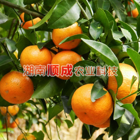 金葵沙糖桔苗